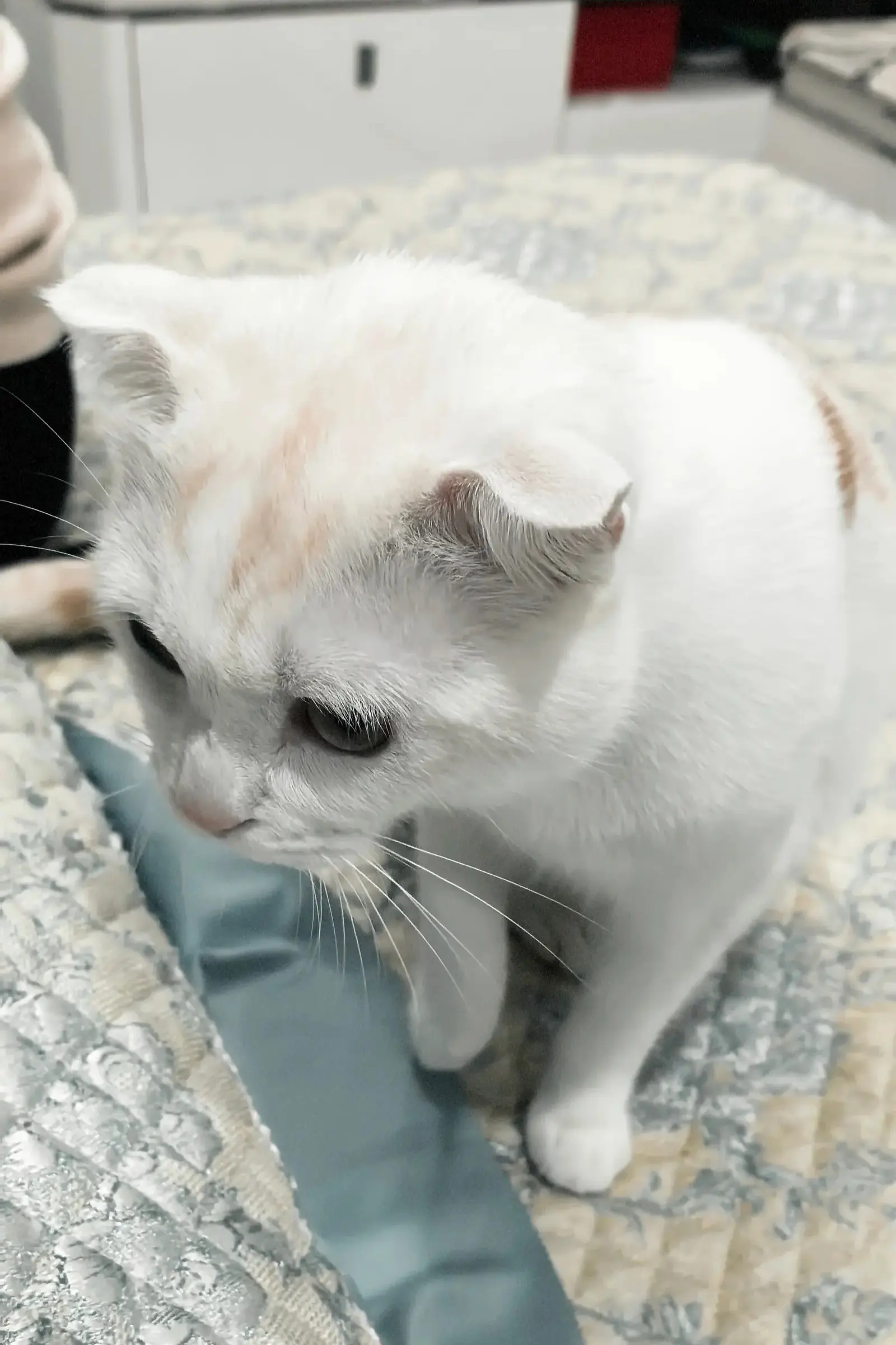 这是我的小猫，他的脚和肚子真的很软